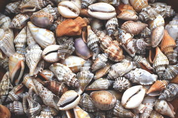 Seashell background. Various beautiful colorful seashells.