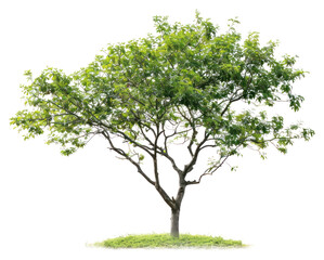 Obraz premium PNG Lush green tree isolated background