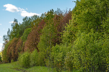 trees frozen in spring frosts are colored in colorful shades, cold spring, beautiful and unusual colors