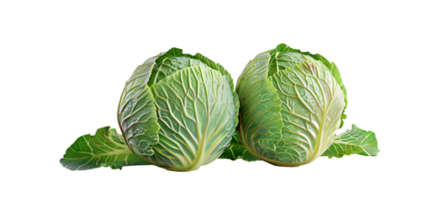  Crisp Green Cabbage Head