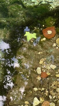 foglia che galleggia sul fiume