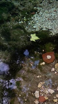 foglia che galleggia sul fiume