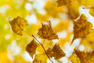 dry linden leaves on a tree..