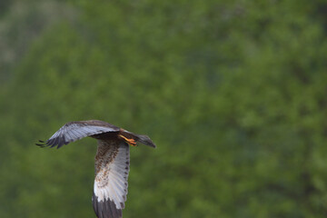 falco di plaude maschio in volo a caccia