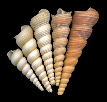 several shells of the marine snail Turritella terebra, a marine gastropod mollusk of the family Turritellidae, scanography 