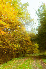 path in the autumn forest..