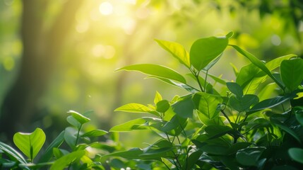 Obraz premium Lush green plants thriving under bright sunlight