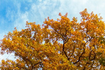 oak crown in autumn