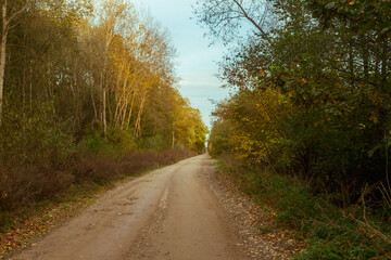 road in the autumn forest..