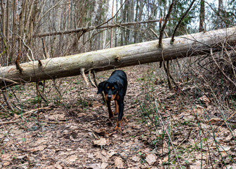 spring walk with a dog in the forest, bare trees, nature without greenery, the ground is covered...