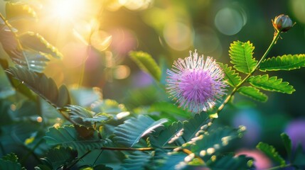 Beautiful Mimosa pudica flower or Touch me not or sensitive plant grow in the middle of a bush or grass