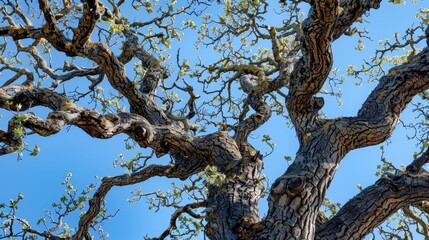 Closeup of a oak tree trunk with many branches against a blue sky