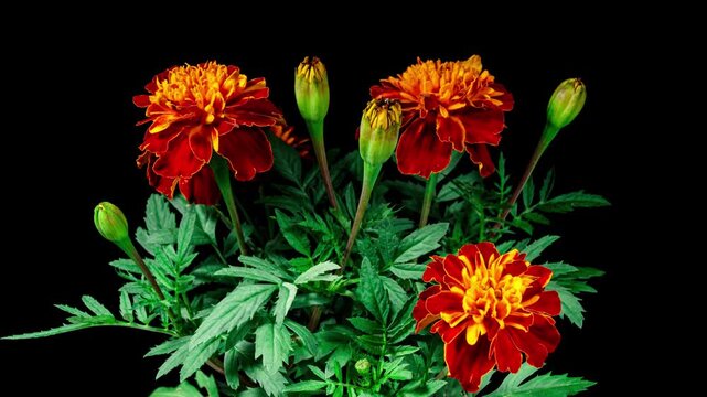 Red Flower Tagetes Blooming in Time Lapse on a Black Background. Globular Marigold Flower Side View with Moving Fluffy Orange Petals