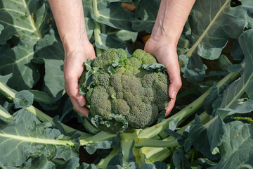 Hands of caucasian farmer woman holding a freshly cut organic broccoli cabbage over a bush close-up