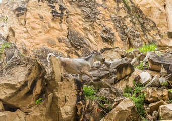 wild goats in Avakas Gorge..