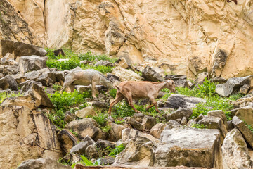 wild goats in Avakas Gorge..