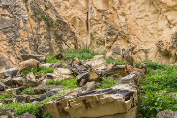 wild goats in Avakas Gorge..