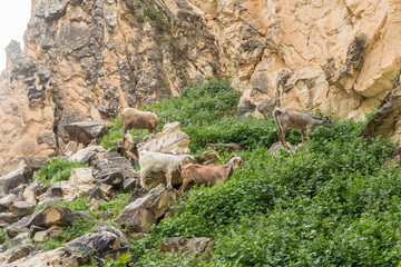 wild goats in Avakas Gorge..