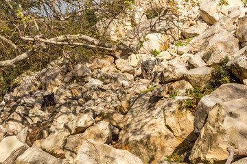 wild goats in Avakas Gorge..