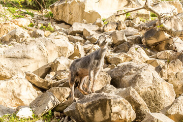 wild goats in Avakas Gorge..