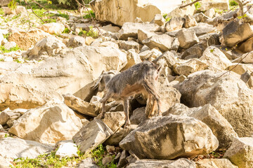 wild goats in Avakas Gorge..
