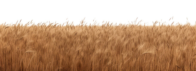 Fototapeta premium PNG Golden wheat field under sky