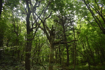 Fototapete bei efototapeten.de bestellen   