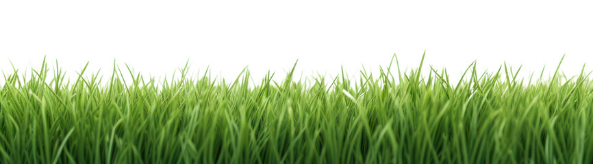 Obraz premium PNG Lush green grass isolated background