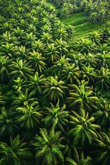 Aerial view of a vast palm plantation, lush green foliage, bright daylight, wideangle lens