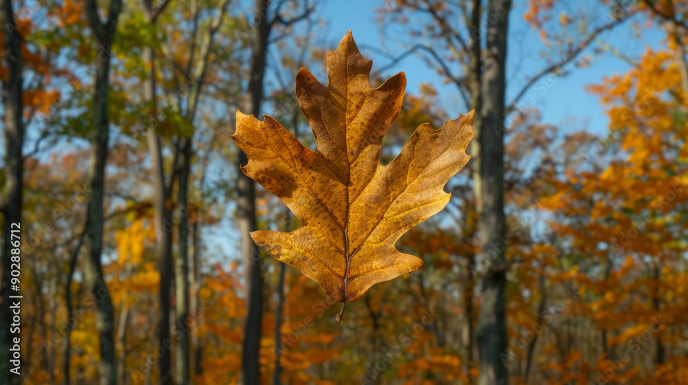 Canvas Prints close-up single autumn oak leaf in midair against blurred forest background. autumn background for p