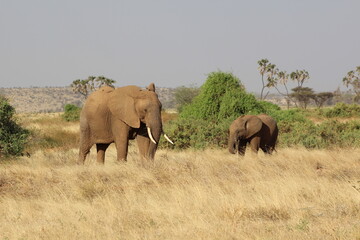Obraz premium African safari photo