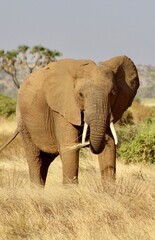 Obraz premium African safari photo