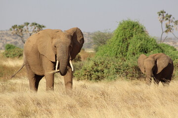 Obraz premium African safari photo