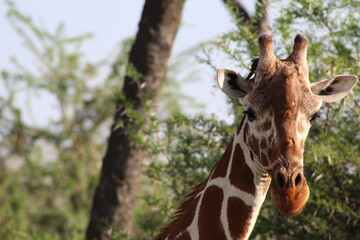 African safari photo