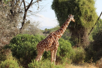 African safari photo