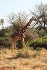 African safari photo