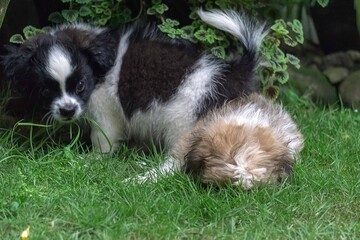 schnauzer puppies playing on the grass