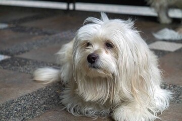 portrait of a white terrier