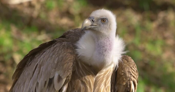 Closeup of a griffon vulture Gyps rueppellii bird of prey