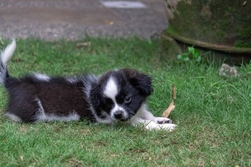 border collie puppy playing