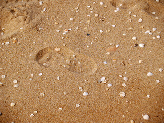 A small child's footprint on the sandy beach, surrounded by numerous tiny seashells, capturing a moment of innocent exploration and joy.