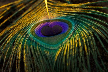 Fototapeta premium Peacock feather closeup. Selective focus.