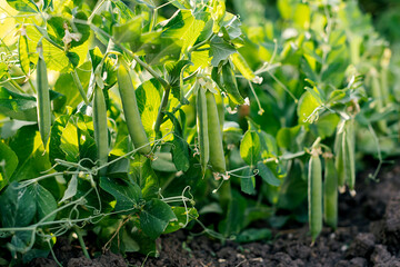 green peas in the garden