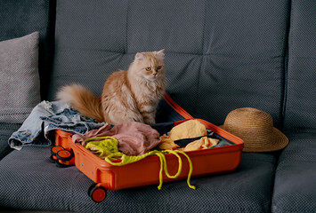 Cute pets sitting in suitcase with clothes