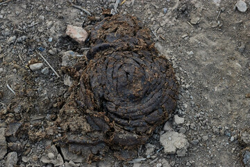  dry cow dung in the soil