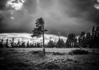 black and white Tree