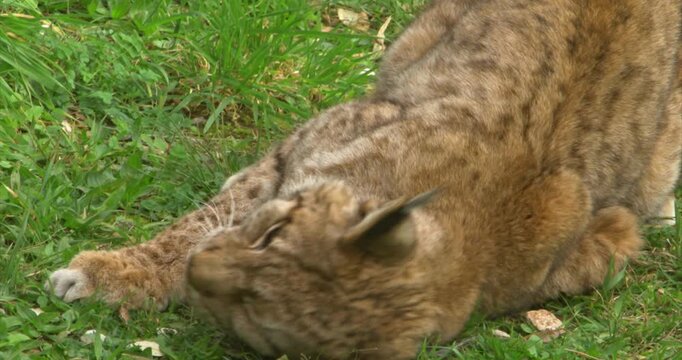 Iberian lynx, closeup, lynx pardons, wild cat endemic to iberian peninsula, Spain 