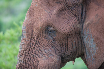 Obraz premium Close up of an African elephant