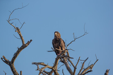 Eagle in a tree in africa
