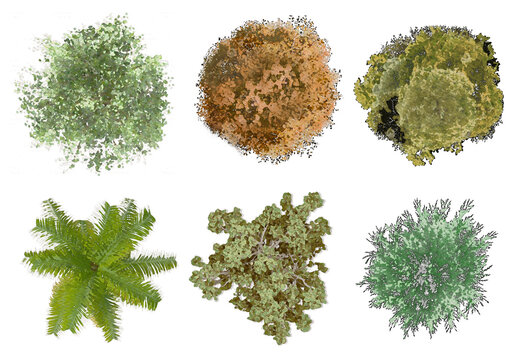 collection of tree plan, Tree Top View with transparent background. set of tree plan photoshop for architecture, landscape, urban planning resources